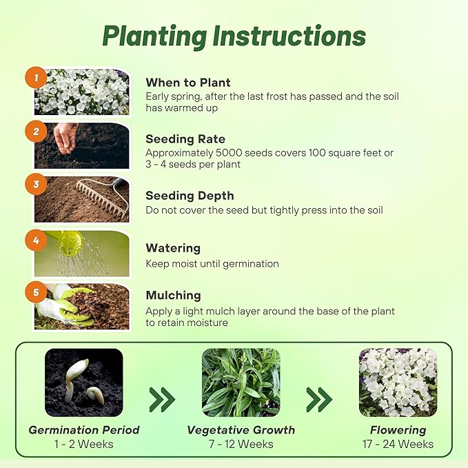 Outsidepride White Bellflower Seeds for Planting - 5000 Pcs Perennial Mat-Forming Flower Seeds with Bell Shaped Blooms & Low Growth Habit for Edging Pollinator Gardens, Containers, & Borders