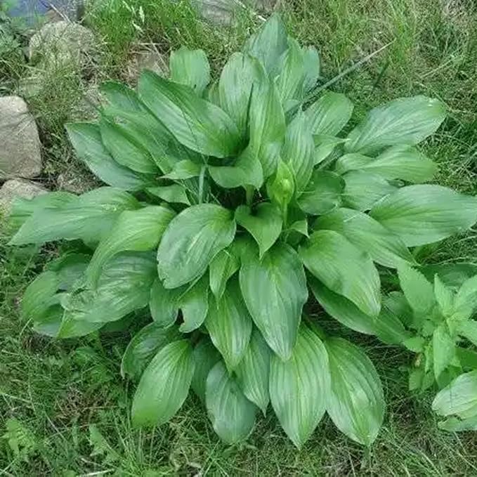 Hosta Seeds for Planting, 300+pcs Rare Perennial Hosta Flower Seeds, Non-GMO Heirloom Long Blooming Plants Shaded Entry Pathway Flowers for Garden Outdoors