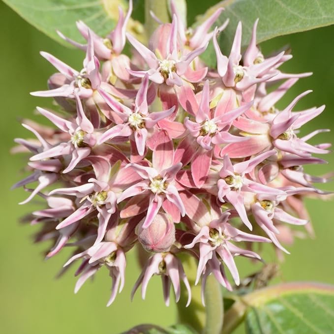 Seed Needs Milkweed Seeds for Planting Showy Pink/Common Pink Asclepias Flowers - Heirloom Wildflowers to Attract Monarch Butterflies to a Butterfly Garden