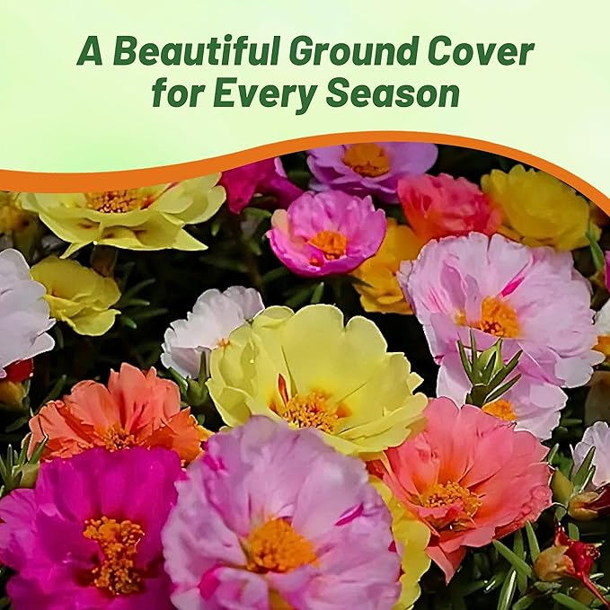 Outsidepride Mixed Moss Rose Seeds - 5000 Pcs Annual, Drought & Heat Tolerant, Pollinator Friendly Ground Cover Seeds for Planting w/Vibrant Blooms & Succulent Foliage, Ideal for Xeriscaping