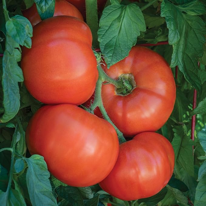 Burpee 'Bodacious Hybrid' Tomato Seeds - Non-GMO, Indeterminate, Disease-Resistant, Slicer Tomato, 45mg Seed Packet for Home Gardening