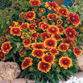 300+ Mixed Gaillardia Indian Blanket Flower Seed for Planting Wildflower Perennial Butterflies