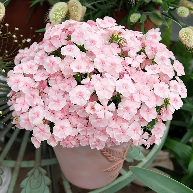 Mix Creeping Dwarf Phlox Seeds for Planting, 1000+pcs Perennial Creeping Phlox Flower Seeds Ground Cover Plants, Non-GMO Heirloom Beauty Dwarf Flowers for Home Garden Outdoors