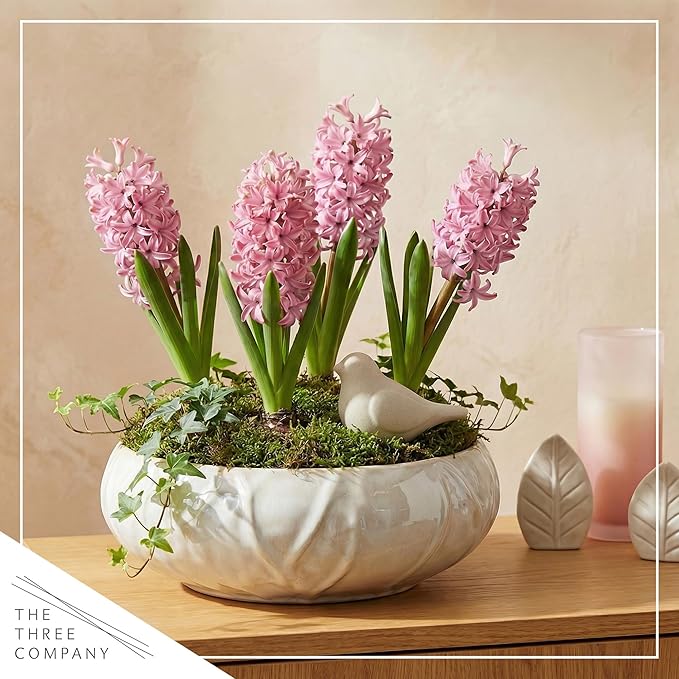 Live Flowering Hyacinth (4 Per Pack) - Pink, Beautiful Spring Bulbs, Ships Dormant in a 1 Pint Pot, Blooms in 2-3 Weeks