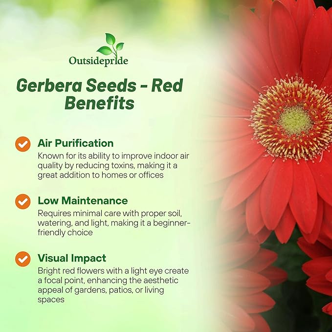 Outsidepride Red Gerbera Seeds - 10 Pcs Perennial, Compact & Low Maintenance, Flower Seeds for Planting w/Mounding Foliage & Vibrant Red Blooms, Ideal for Garden Landscaping & Cut Flower Arrangements