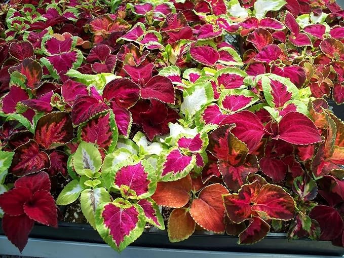 Seeds Coleus Variety Mix/Annual Flowers