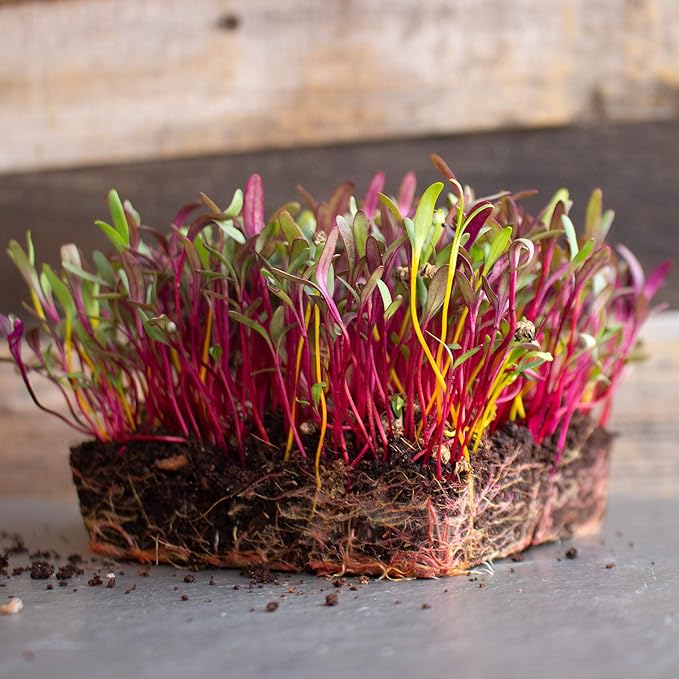 Beet Seeds - Rainbow Blend - 4 Oz ~6,000 Seeds - Beta vulgaris - Farm & Garden Vegetable Gardening & Microgreens Seed - Non-GMO, Heirloom, Open Pollinated, Annual