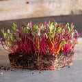 Beet Seeds - Rainbow Blend - 1 Oz ~1,500 Seeds - Beta vulgaris - Farm & Garden Vegetable Gardening & Microgreens Seed - Non-GMO, Heirloom, Open Pollinated, Annual