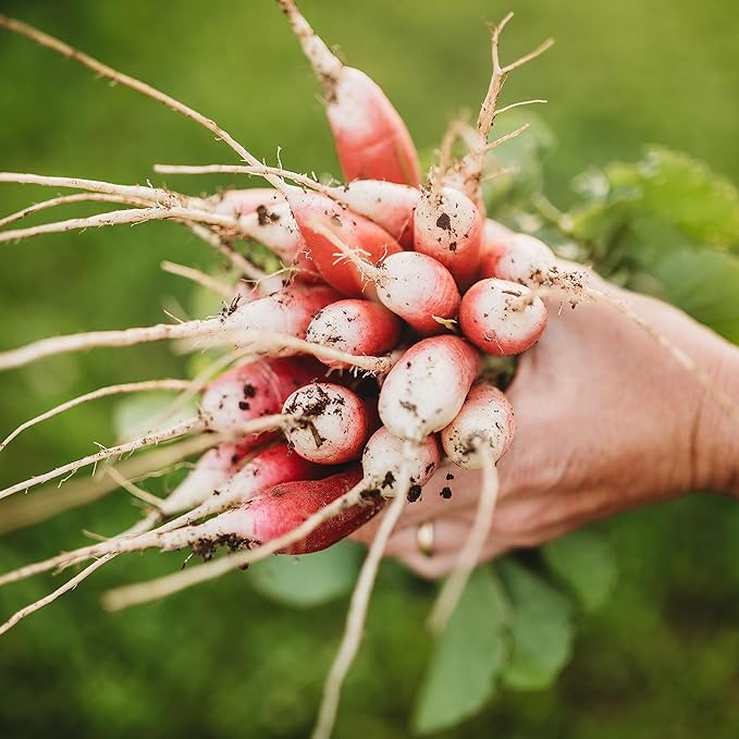 French Breakfast Radish - 150 Seeds - Heirloom & Open-Pollinated Variety, Easy-to-Grow & Fast-Growing, Non-GMO Vegetable Seeds for Planting Indoors or Outdoors in The Home Garden, Thresh Seed Company