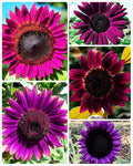 200Pcs Rare Purple Sunflower Seeds Beautiful Flower Home Garden Giants Perennial Rare Blooms Outdoors