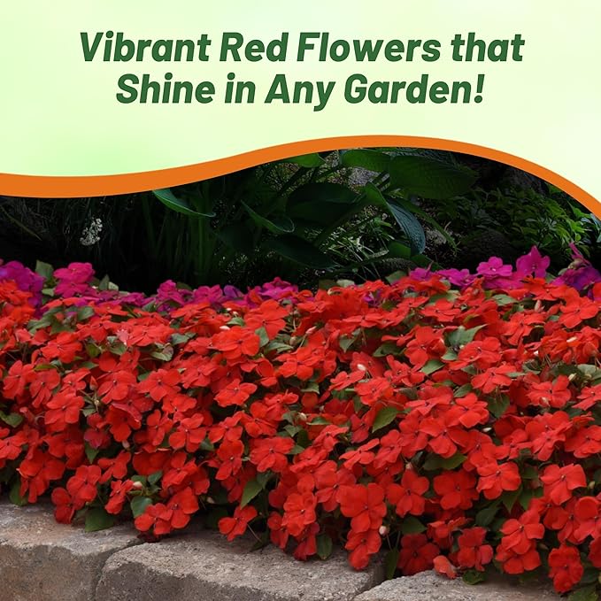 Outsidepride Beacon Red Bright Impatiens Flower Seeds - 75 Pcs Annual, Compact & Pollinator Friendly, Impatiens Seeds for Planting w/Vibrant, Abundant Blooms for Shade Gardens & Container Displays