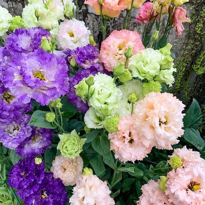 1000+ Lisianthus Seeds for Planting - Mixed Color Perennial Eustoma Grandiflorum Seeds for 2026, Wildflower Thornless Rose Flowers Seed for Planting, Non-GMO, Garden, Indoor Blooms,