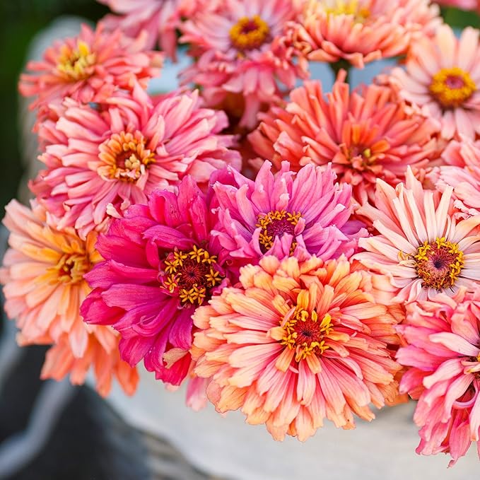 Eden Brothers Zinnia Seeds - Cactus Pink Shades, Non-GMO Seeds for Planting, Packet | Low-Maintenance Flower Seeds, Plant During Spring, Zones 3, 4, 5, 6, 7, 8, 9, 10