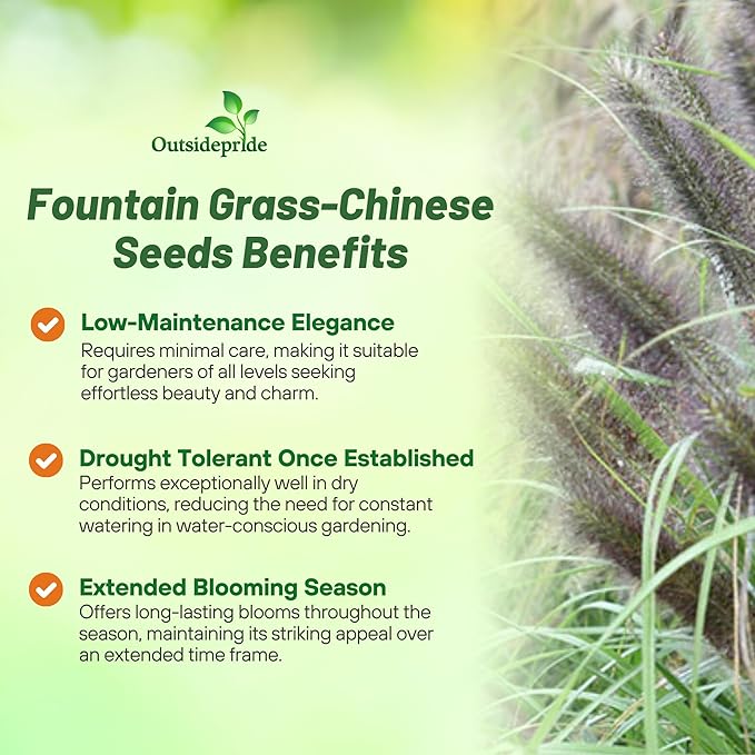 Outsidepride Chinese Pennisetum Fountain Ornamental Grass Seeds - 200 Pcs Perennial, Drought Tolerant Fountain Grass with Smoky Purple-Black Plumes for Low Maintenance Xeriscapes & Flower Arrangements