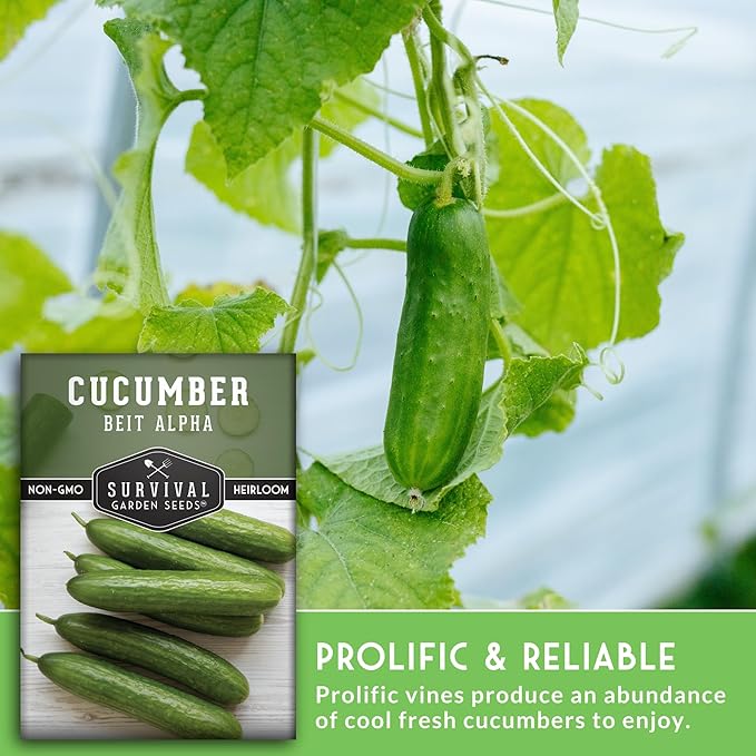 Beit Alpha Cucumber Seeds for Planting | Crisp Burpless Variety with Smooth Skin – Heirloom, Non‑GMO – Survival Garden Seeds (5 Packs)
