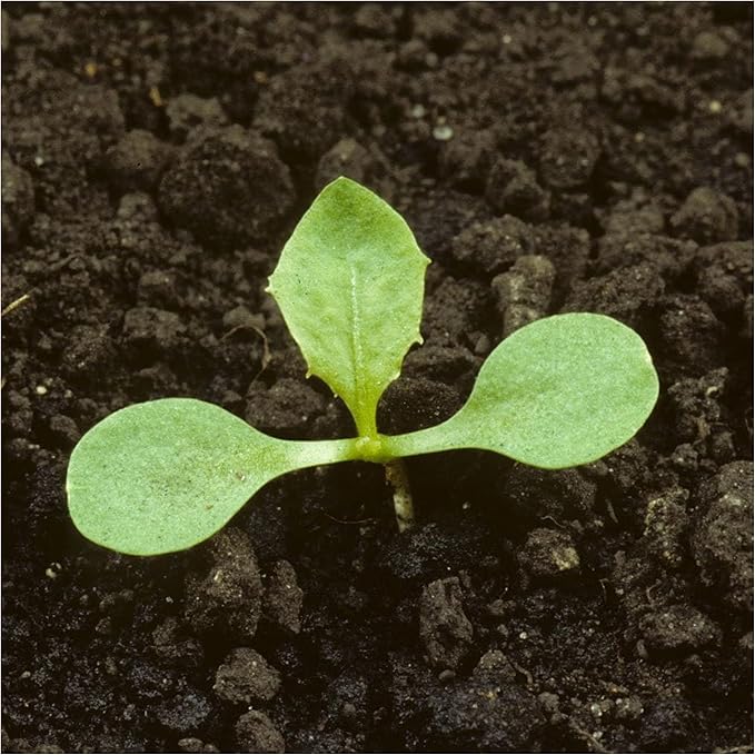 Seed Needs Garnet Stem Dandelion Seeds for Planting - Non-GMO, Heirloom & Untreated Edible Herbs - Grow Your own Food for Tortoises, Rabbits & Bearded Dragons (2 Packs)