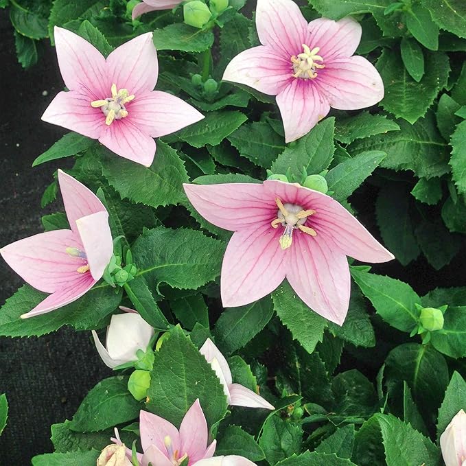 Outsidepride Rose Balloon Flower Seeds for Planting – 1000 Pcs Perennial, Drought-Tolerant, Easy to Grow, Low Maintenance, Pollinator-Friendly, Star-Shaped Blooms for Outdoor Gardens and Borders