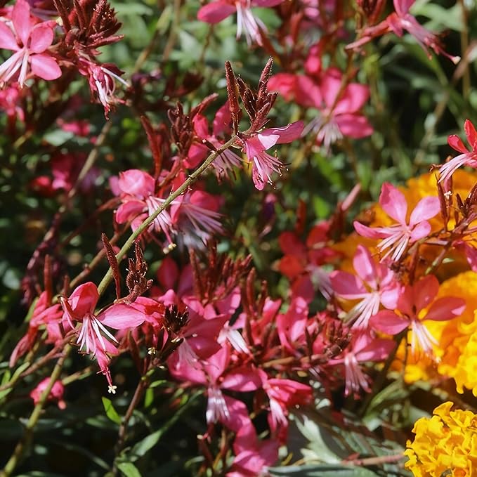 300+ Gaura Flower Seeds for Planting, Mixed Color Gaura Seed, Perennial Flower Plants, Non-GMO Heirloom Gaura Seeds for Outdoor Garden