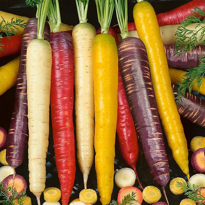 Rainbow Blend Carrot Seed Mix - 4 Oz ~80,000 Seeds - Non-GMO, Heirloom Vegetable Garden Seeds: Atomic Red, Cosmic Purple, Lunar White, Solar Yellow