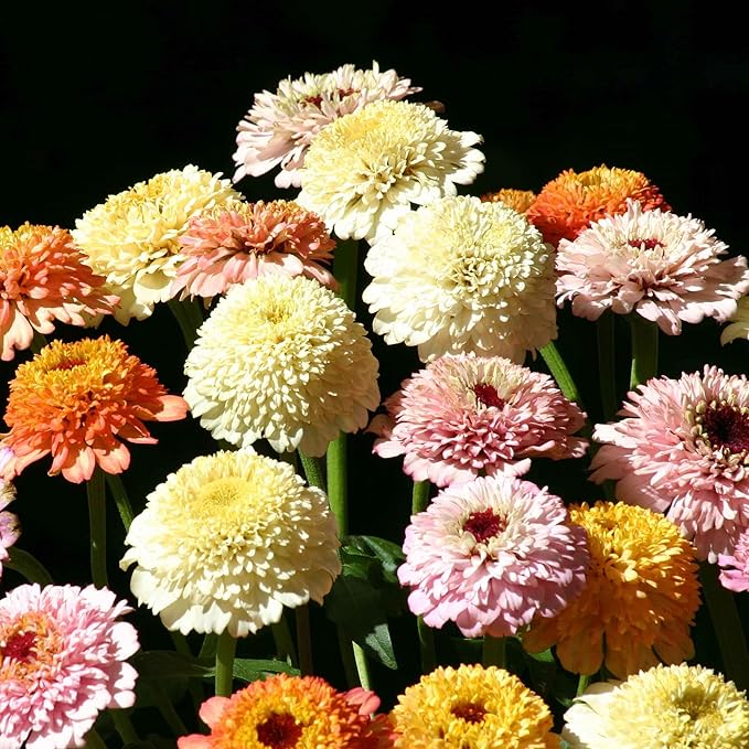 Eden Brothers Zinnia Seeds - Zinderella Pastels
