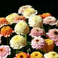 Eden Brothers Zinnia Seeds - Zinderella Pastels