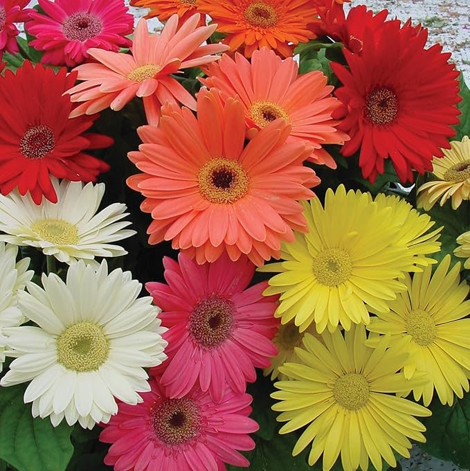 Outsidepride Hybrids Mix Gerbera Seeds - 100 Pcs Perennial, Compact & Low Maintenance, Flower Seeds for Planting w/Vibrant Mixed Blooms, Ideal for Garden Landscaping & Cut Flower Arrangements