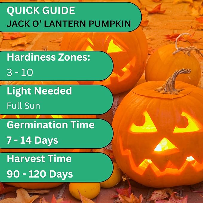 Woods Creek Seeds: Jack O Lantern Pumpkin Seeds for Planting - Over 40 Heirloom Non-GMO Pumpkin Seeds to Plant - Ideal Heirloom Seeds to Grow for Decor & Fall Harvest - Pumpkins for Outdoor Gardens