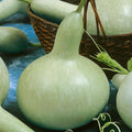 Martinhouse Bottle Gourd Seeds - 4 Oz ~3360 Seeds - Non-GMO, Heirloom - Vegetable Garden - Lagenaria siceraria