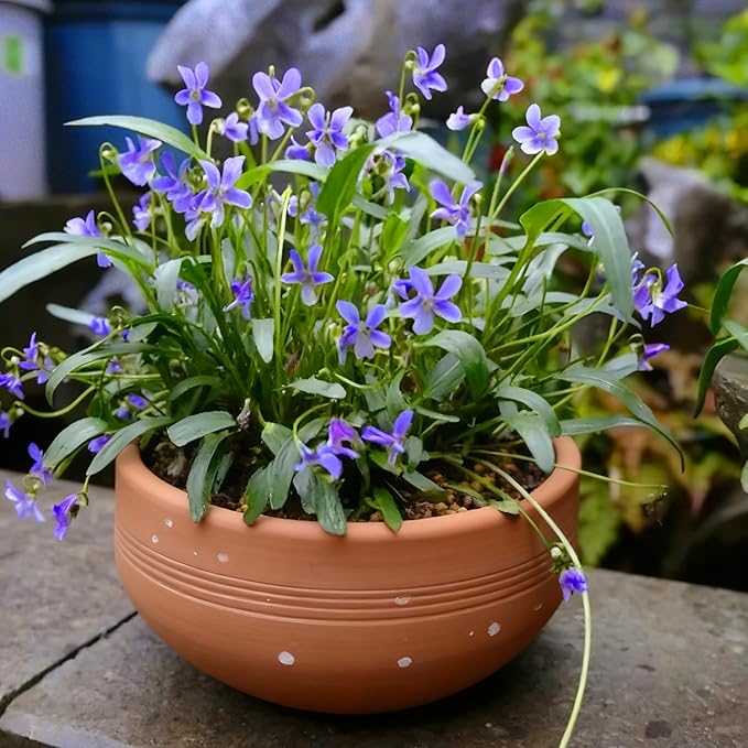 Mix Violet Flower Seeds, 1000pcs Perennial Sweet Viola Seeds Plants, Non-GMO Heirloom Rare Beauty Home Garden Blooming Flowers Plants for Outdoors Indoors