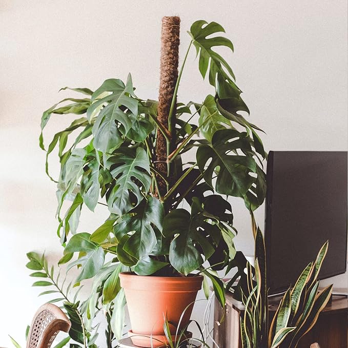 【4 Pack】 JJGoo Moss Pole, 17 inch Coco Coir Totem Poles Extending to 53 Inches, Plant Support Stick Plant Poles for Indoor Plants Climbing Plants Monstera, Sphagnum, Pothos
