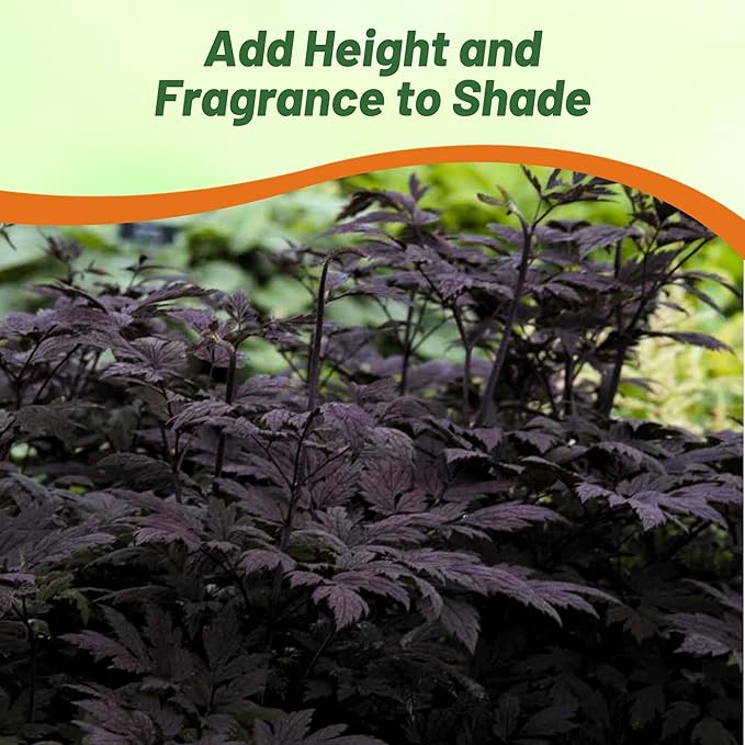 Outsidepride Cimicifuga Ramosa Seeds - 100 Pcs. Perennial, Hardy & Low Maintenance, Flower Seeds for Planting Fragrant Reddish Purple Foliage with Ivory White Blooms for Wildlife & Pollinator Gardens