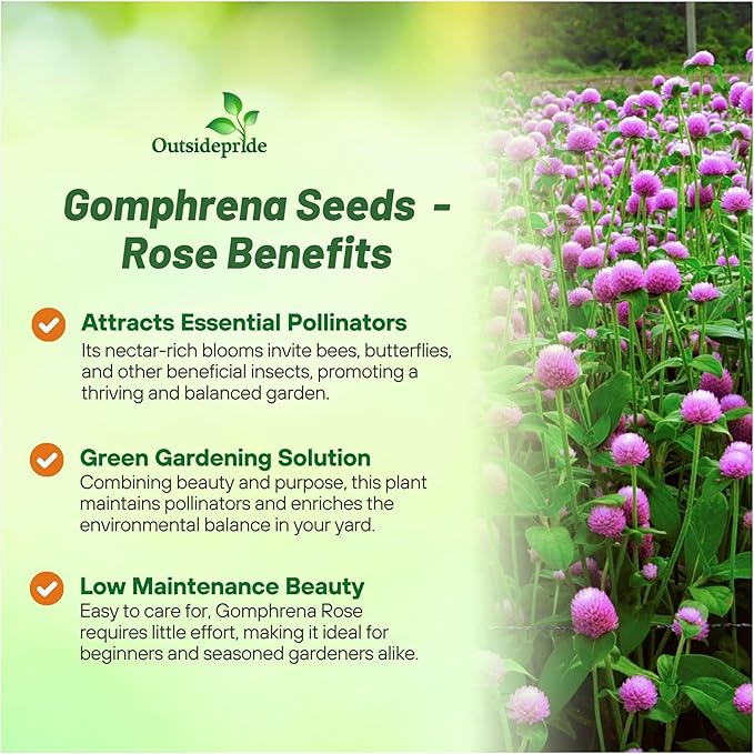 Outsidepride Rose Gomphrena Seeds - 1000 Pcs Annual, Heat & Drought Tolerant, Pollinator Friendly Globe Amaranth Seeds for Planting w/Vibrant Round Blooms for Beds, Borders, and Arrangements