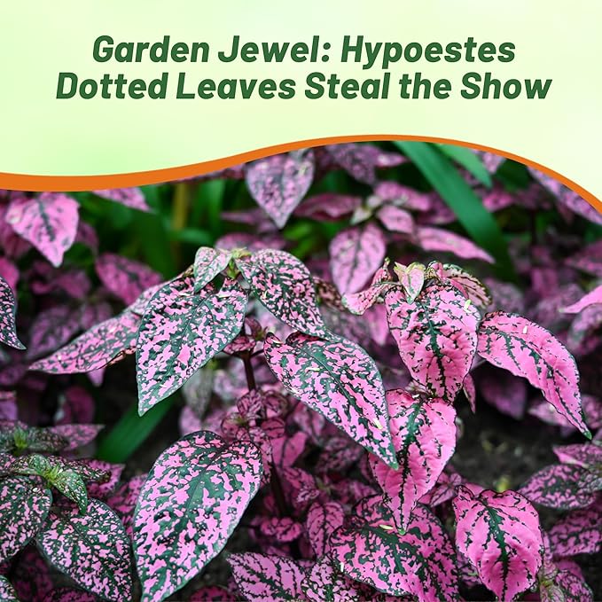 Outsidepride Splash Select Rose Hypoestes Seed for Planting - 100 Pcs Perennial Polka Dot Plant Seeds w/Variegated Foliage for Containers, Hanging Baskets, Small Gardens, Both Indoors & Outdoors