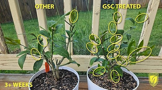 Citrus Tree Fertilizer Kit - Complete 3-in-1 Plant Food with NPK Granules, Liquid Micronutrients & Calcium for Container Lemon Orange Lime Trees, 3-Month Supply for Indoor Outdoor Citrus Plants