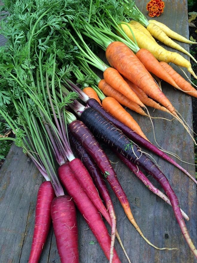 500+ Rainbow Carrot Seeds to Grow - Colorful Blend of Exotic Colored Carrots. Edible Vegetables. Made in USA