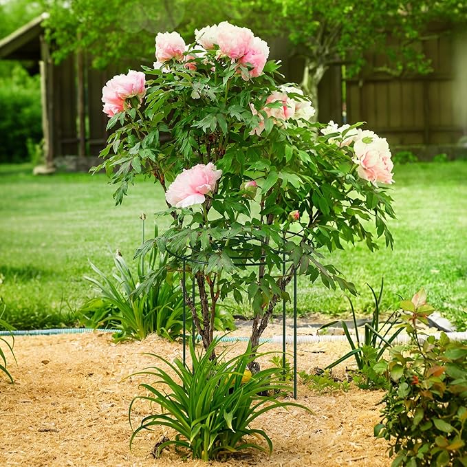 4PCS 11.8" D x 19.7" H Peony Cages and Supports, Peony Cage, Peony Support, Heavy Duty Metal Plant Supports for Outdoor Plants for Peony, Hydrangea, Rose and Other Tall Flowering Plants