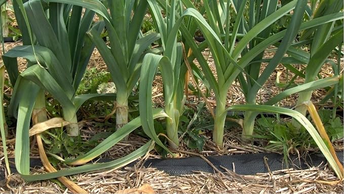 SeedsUP - 300+ Seeds Leek Autumn Giant Onion - Vegetable Green