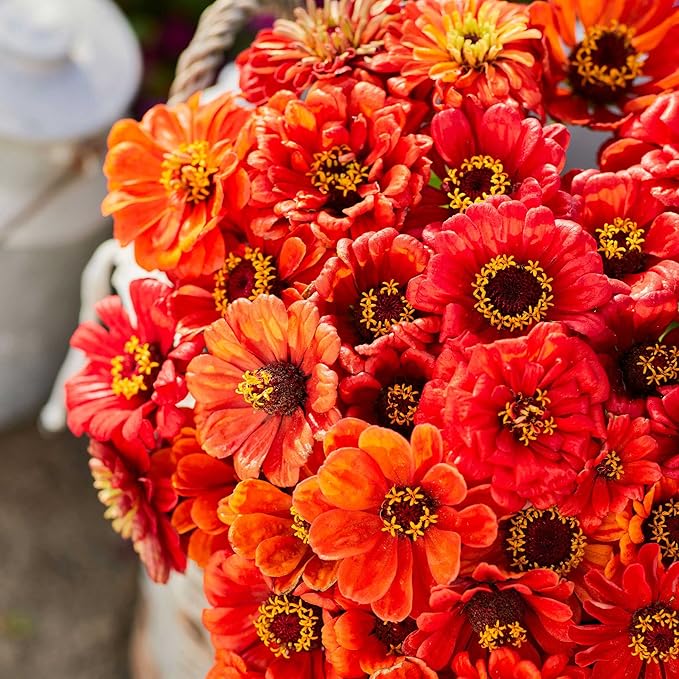 Eden Brothers Zinnia Seeds - Oriole, Non-GMO Seeds for Planting, 1 oz | Low-Maintenance Flower Seeds, Plant During Spring, Zones 3, 4, 5, 6, 7, 8, 9, 10