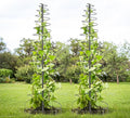 HOME RIGHT Metal Garden Trellis for Climbing Plants, 2 Pack 48 inch Tall, Black, Rectangular