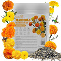 Groundio Marigold Seeds, 1 OZ Over 9500+ Seed, Cracker Jack in Mix Color for Planting Indoor & Outdoor, Attract Pollinators, Non-GMO | Heirloom | USDA Zone 2-11