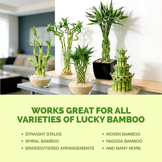 Lucky Bamboo Fertilizer – Liquid Plant Food for Greener Stalks, Healthy New Shoots & Steady Growth, 8 oz