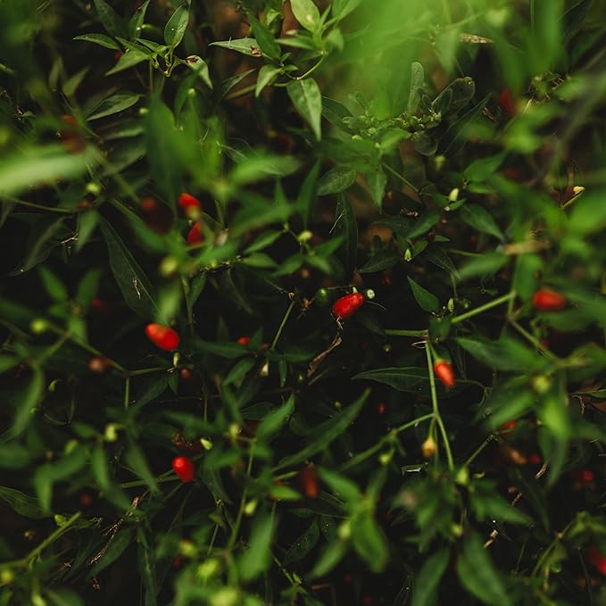Thai Hot Chile Pepper - 25 Seeds - Dwarf Heirloom Variety, Great for Containers, Patios, Raised Beds, USA-grown Chili Seeds, non-GMO Seeds for Planting Outdoors in the Home Garden, Thresh Seed Company