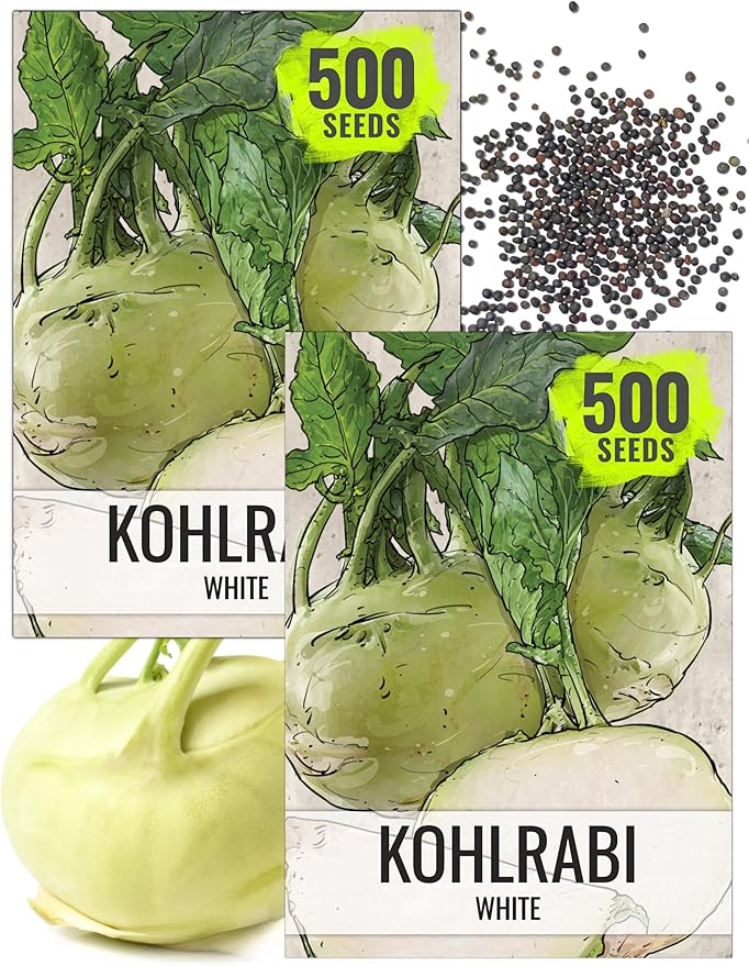 Seed Needs Kohlrabi Seeds for Planting Purple Vienna Kohlrabi Crops - Non-GMO Heirloom & Untreated Vegetable Seed to Plant an Outdoor Home Grown Veggie Garden (White Kohlrabi, 2 Packs (1,000 Seeds))