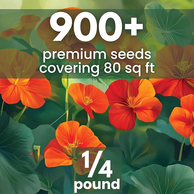 Nasturtium majus - Bulk 1/4 Pound Pouch - 900 Flower Seeds for Planting - Tropaeolum majus