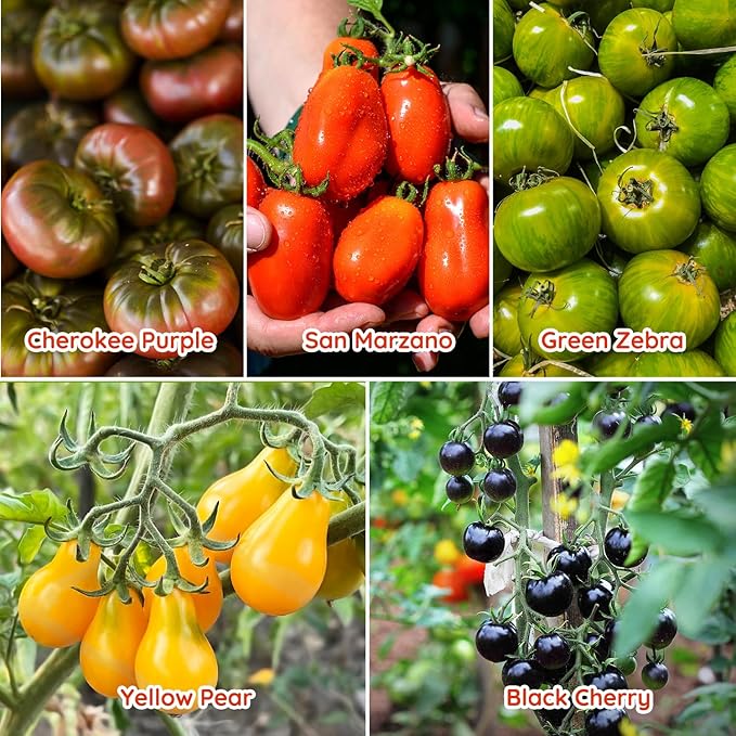 10 Heirloom Tomato Seed Varieties Packet - Non-GMO, Open Pollinated Seeds for Planting Home Garden - Beefsteak, Roma, San Marzano, Cherokee Purple, Cherry Tomatoes & More