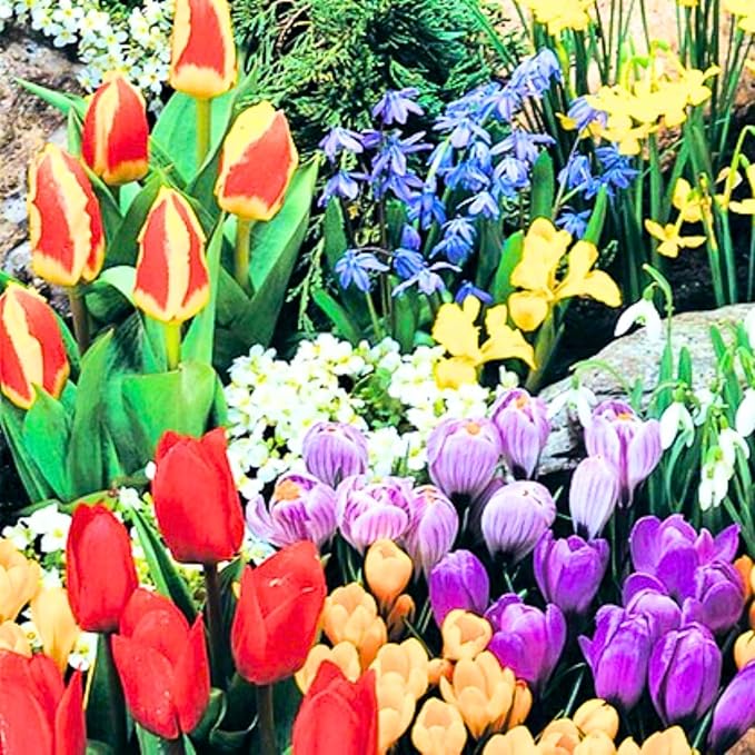 Pack 50 Multicolor Flower Bulbs for Fall Planting, Top-Size Bulbs, Mix Flower Bulbs for Planting, Bloom All Spring and Summer, Variety of Colors
