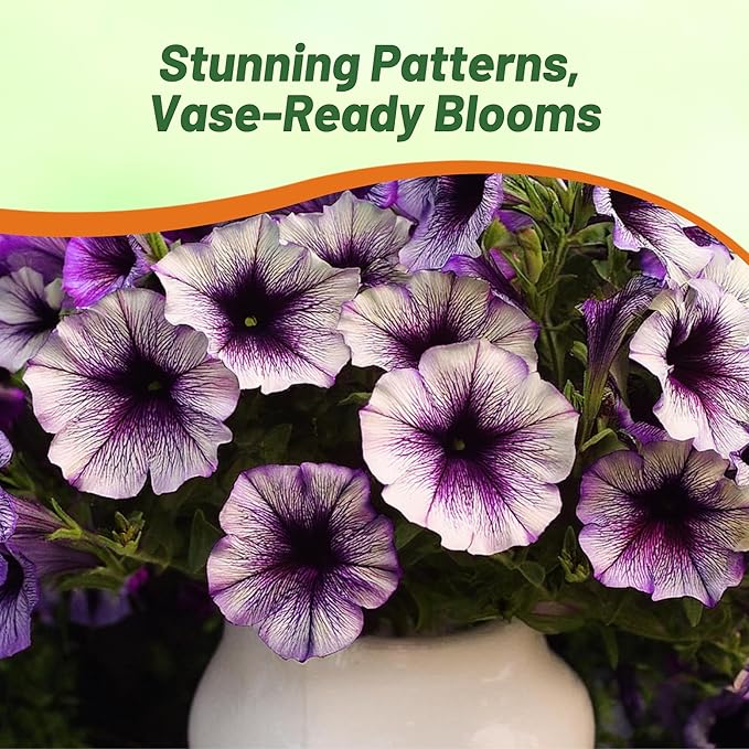 Outsidepride Purple Tie Dye Shock Wave Petunia Seeds - 15 Pcs. Annual, Compact & Spreading Flower Seeds for Planting Low Growing Vibrant Blooms, Garden Beds, Hanging Baskets & Container Displays