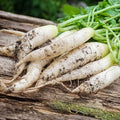 White Icicle Radish Seeds - 4 oz Seed Pouch - Heirloom Garden Seeds, Non-GMO - Vegetable Gardening and Micro Radishes - Mild Radishes