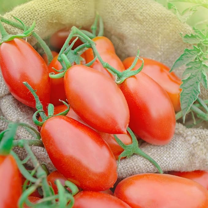 Song' E Napule San Marzano DOP Authentic Whole Peeled Plum Tomatoes, 28 Ounce (Pack of 6)