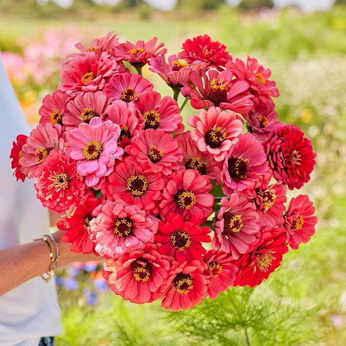 Eden Brothers Zinnia Seeds - Salmon Queen, Non-GMO Seeds for Planting, 1 oz | Low-Maintenance Flower Seeds, Plant During Spring, Zones 3, 4, 5, 6, 7, 8, 9, 10